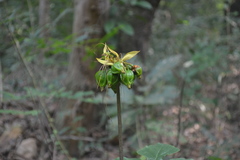 Tacca leontopetaloides